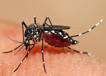 Llegaron las vacunas contra el dengue y comenzarán a aplicarse en las zonas endémicas