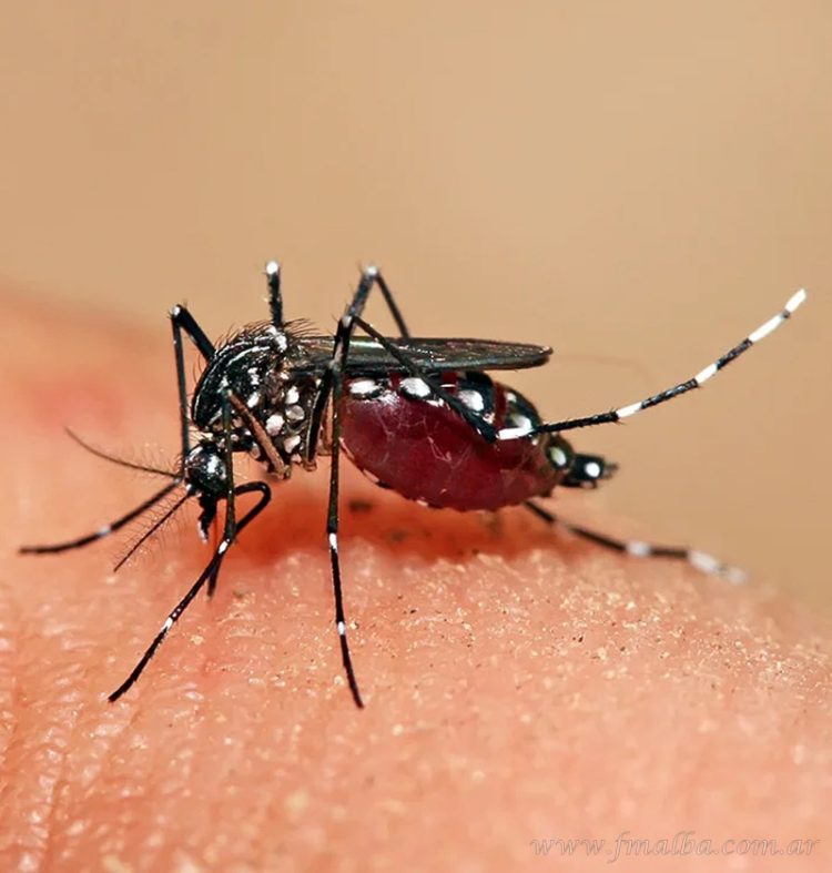 Llegaron las vacunas contra el dengue y comenzarán a aplicarse en las zonas endémicas