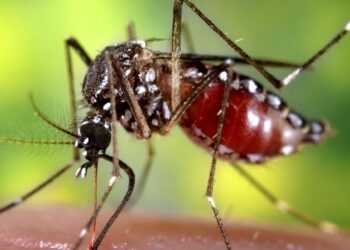 Salud: confirman primer caso de chikungunya en San Martín