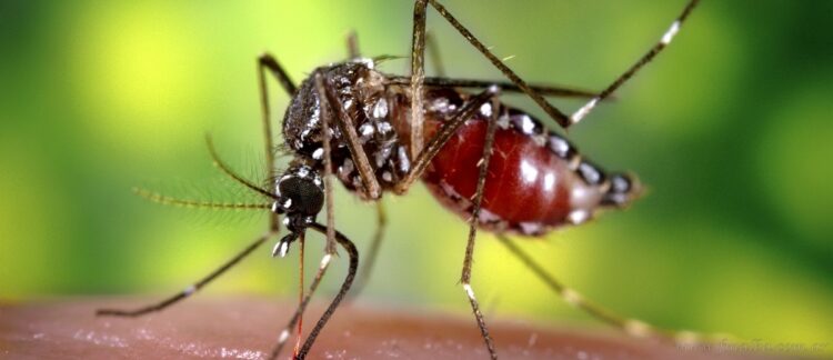 Salud: confirman primer caso de chikungunya en San Martín