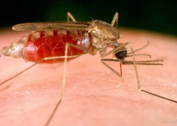 Salud: Yacuiba confirma el primer caso de malaria desde 2023