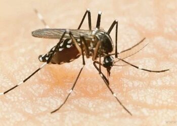 Interés general: el mosquito Aedes Aegytpi se volvió resistente a insecticidas en Tartagal y Orán