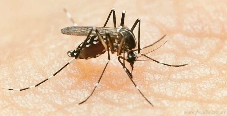 Interés general: el mosquito Aedes Aegytpi se volvió resistente a insecticidas en Tartagal y Orán