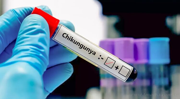 Chikungunya: confirman brote en frontera norte, con Salvador Mazza como epicentro