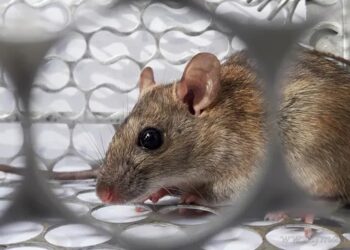 Hantavirus: alerta en la frontera norte por una persona fallecida en Yacuiba