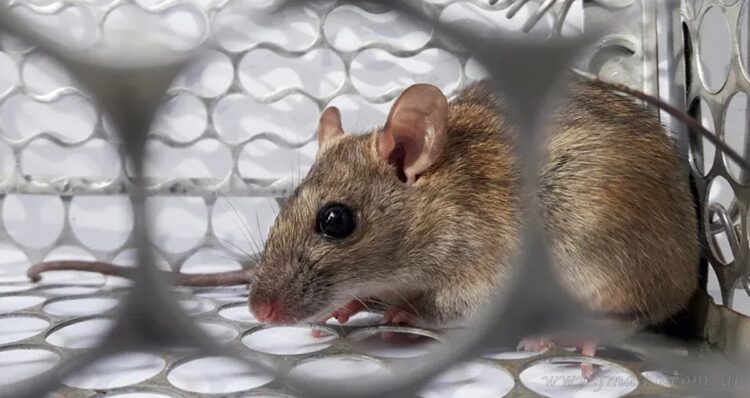 Hantavirus: alerta en la frontera norte por una persona fallecida en Yacuiba