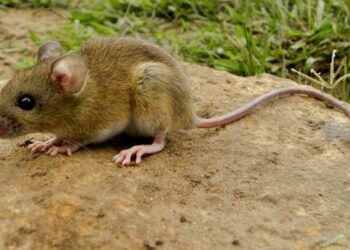 Hantavirus: el Ministerio de Salud confirma 17 casos en todo el territorio provincial