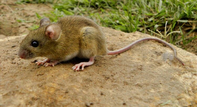 Hantavirus: el Ministerio de Salud confirma 17 casos en todo el territorio provincial