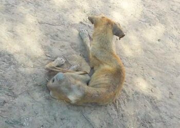 Campaña solidaria para mascotas del chaco salteño