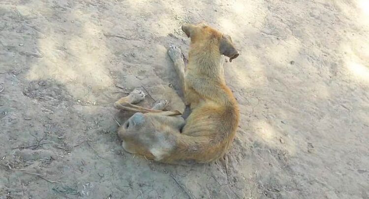 Campaña solidaria para mascotas del chaco salteño