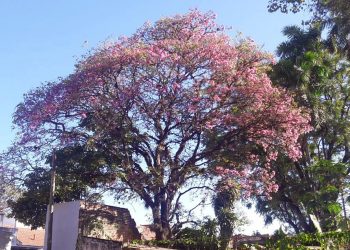 Región: comienzan a florecer los lapachos