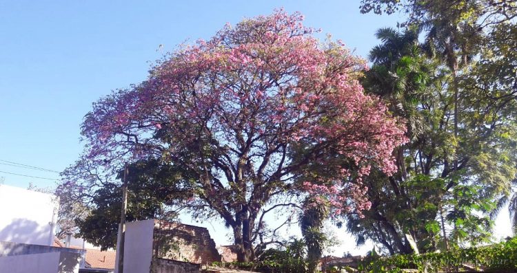 Región: comienzan a florecer los lapachos