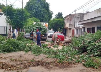 Tartagal: caída de árboles, cables rotos y postes afectados, saldo de la tormenta