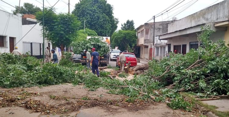 Tartagal: caída de árboles, cables rotos y postes afectados, saldo de la tormenta