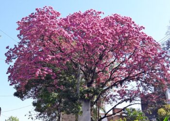 Invierno: florecimiento prematuro de los lapachos en Tartagal