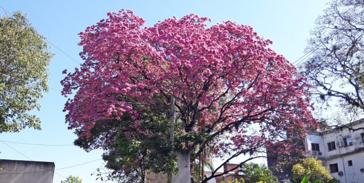 Invierno: florecimiento prematuro de los lapachos en Tartagal