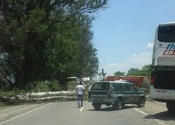 Aguaray: caída de un árbol sobre ruta nacional 34