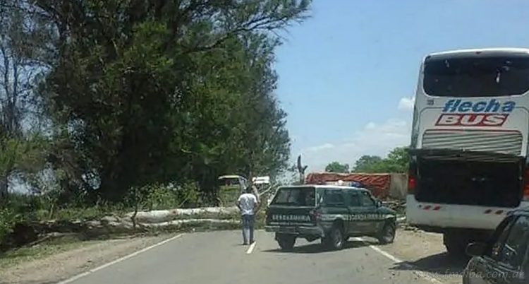 Aguaray: caída de un árbol sobre ruta nacional 34