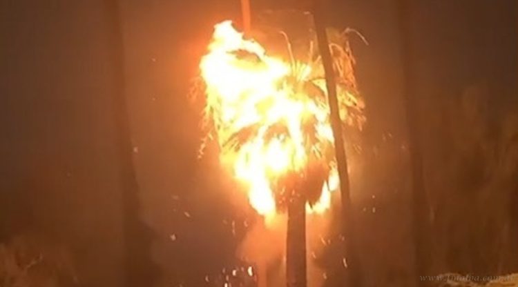 Tartagal: caída de rayo provoca incendio de una palmera